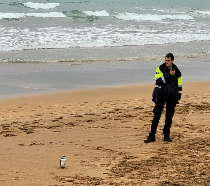 Un agente custodia al arao en la playa de Zarautz