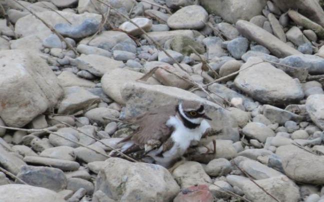 Ejemplar de chorlitejo chico