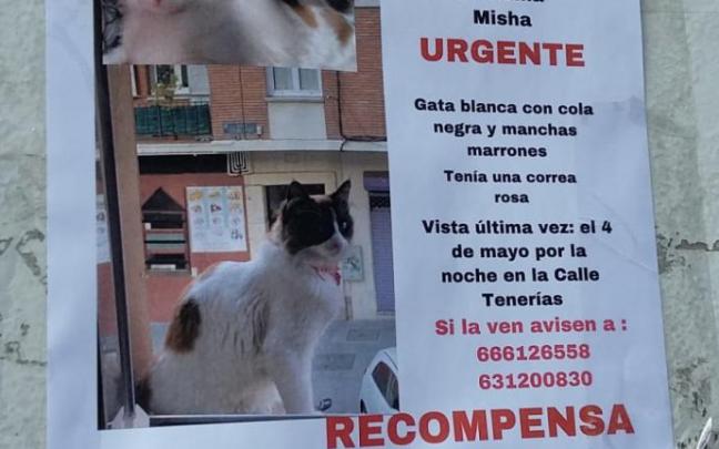 Una familia de Vitoria encuentra a Misha, que se había caído de un tejado