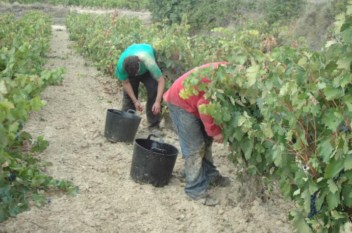 Vendimiadores recogiendo uva en un viñedo.