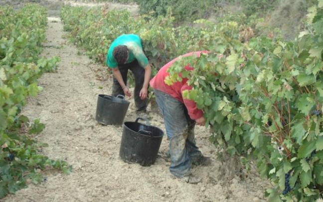 Vendimiadores recogiendo uva en un viñedo. Vendimiadores recogiendo uva en un viñedo.