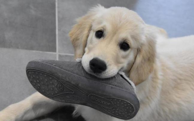 Las exploraciones por la casa puede llevar a tu cachorro hasta el armario de los zapatos, que pasa a convertirse en su particular cueva del tesoro. Las exploraciones por la casa puede llevar a tu cachorro hasta el armario de los zapatos, que pasa a convertirse en su particular cueva del tesoro.